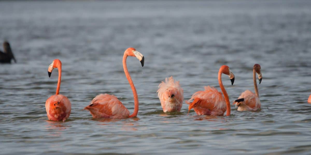 Flamants roses dans les zones humides de Río Lagartos