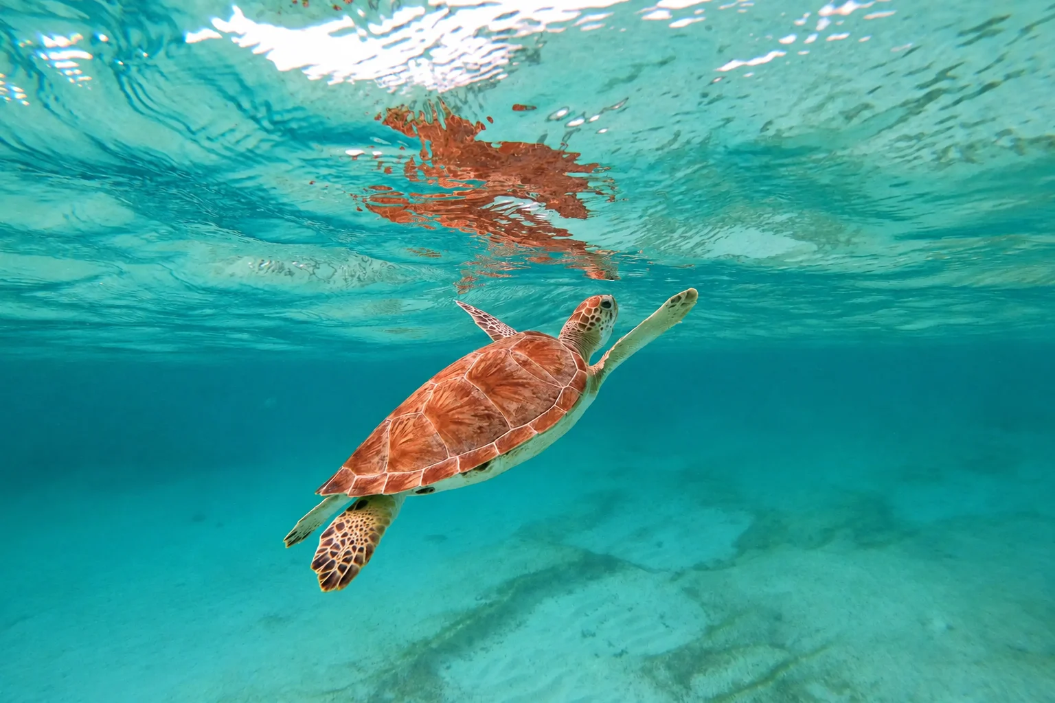 Une tortue marine nageant vers la surface dans la baie d'Akumal