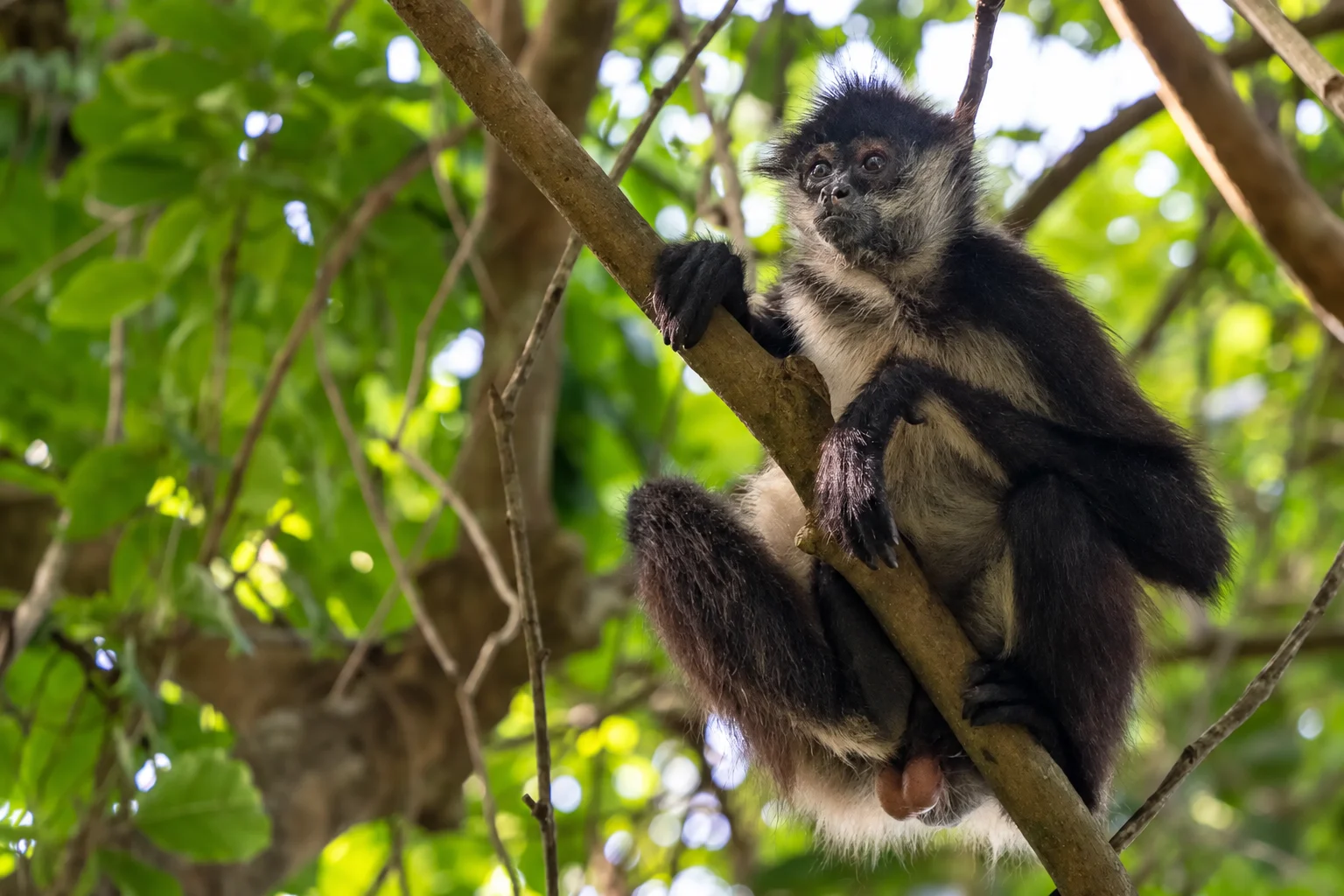 Singe araignée dans les arbres à Punta Laguna