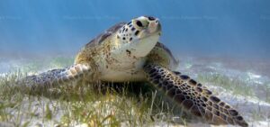 Reglementation nage avec tortues akumal