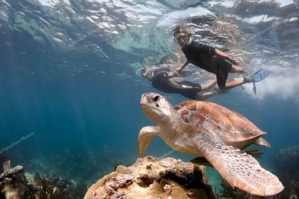 excursion privée Akumal tortues et cénote en Riviera Maya