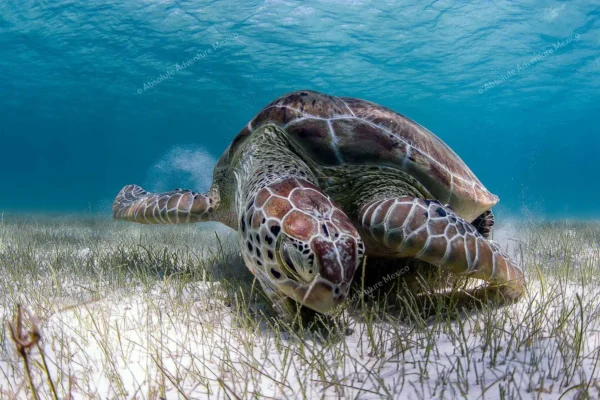 excursion privée Akumal tortues et cénote en Riviera Maya
