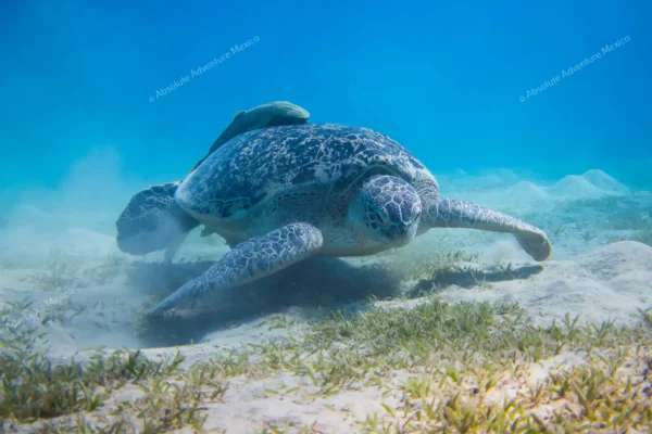 excursion privée Akumal tortues et cénote en Riviera Maya