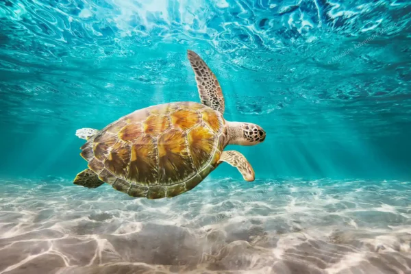 excursion privée Akumal tortues et cénote en Riviera Maya