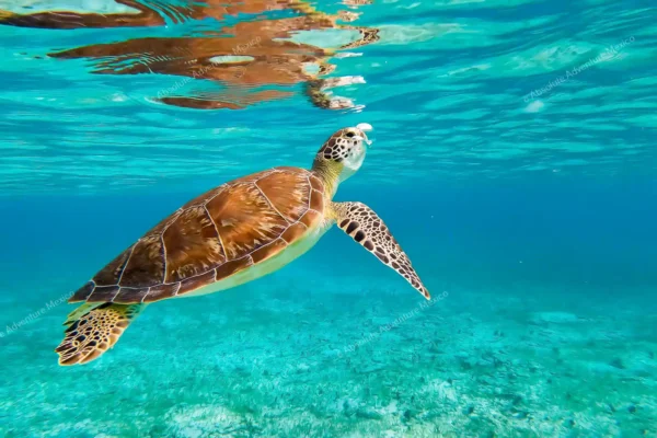 excursion privée Akumal tortues et cénote en Riviera Maya