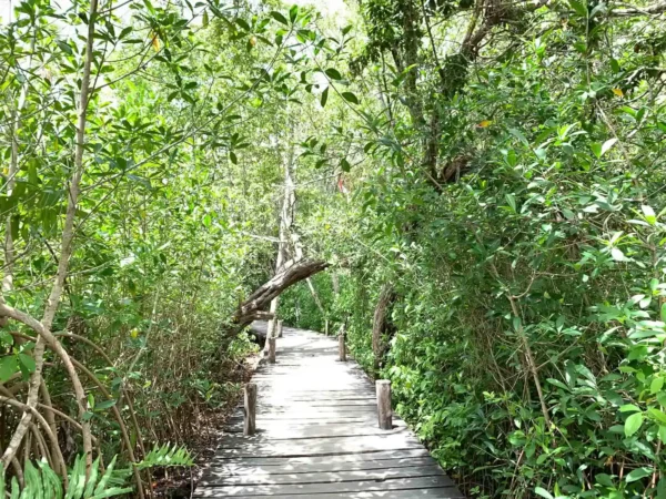 excursion privée Muyil Kaan Luum et cénote en Riviera Maya