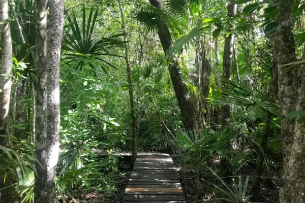 excursion privée Muyil Kaan Luum et cénote en Riviera Maya
