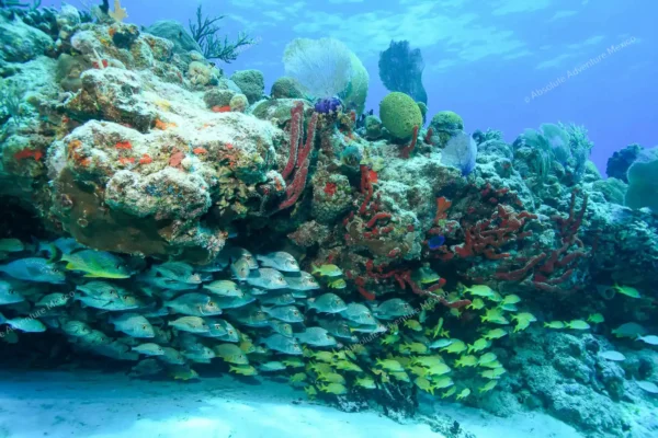 excursion privée récif Puerto Morelos en Riviera Maya