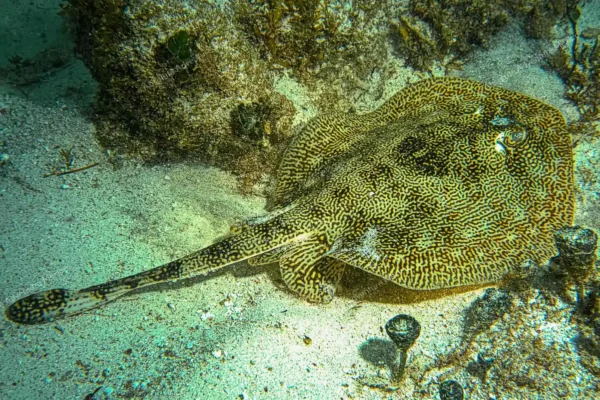 excursion privée récif Puerto Morelos en Riviera Maya