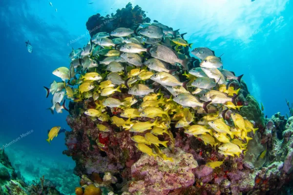 excursion privée récif Puerto Morelos en Riviera Maya