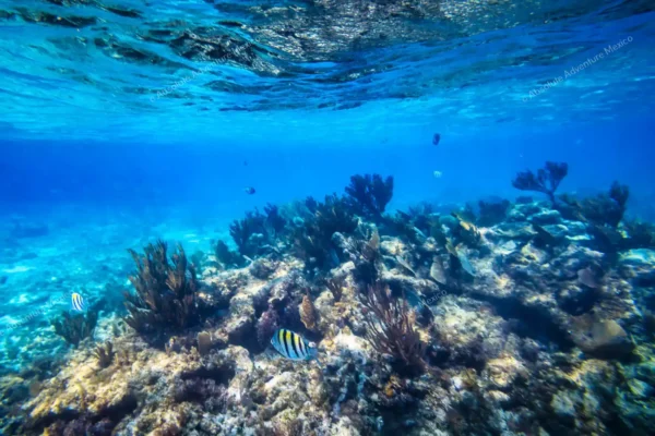 excursion privée récif Puerto Morelos en Riviera Maya