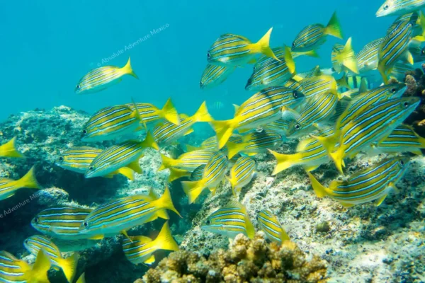 excursion privée récif Puerto Morelos en Riviera Maya