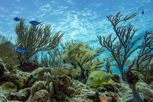 excursion privée récif Puerto Morelos en Riviera Maya