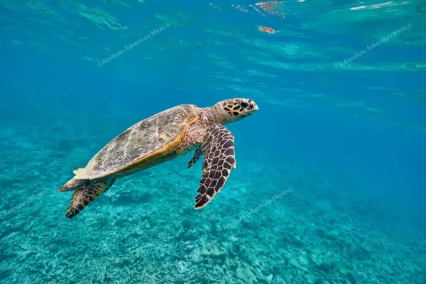 excursion privée récif Puerto Morelos en Riviera Maya