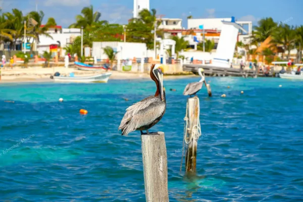 excursion privée récif Puerto Morelos en Riviera Maya