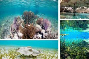 excursion privée récif Tulum et cénote en Riviera Maya