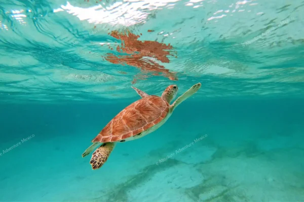 excursion privée récif Tulum et cénote en Riviera Maya