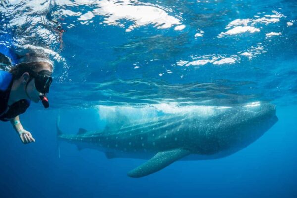 excursion privée requin baleine en Riviera Maya