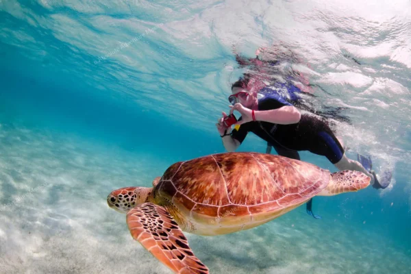 excursion privée Tulum cénote tortues en Riviera Maya