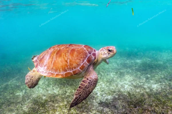 excursion privée Tulum cénote tortues en Riviera Maya