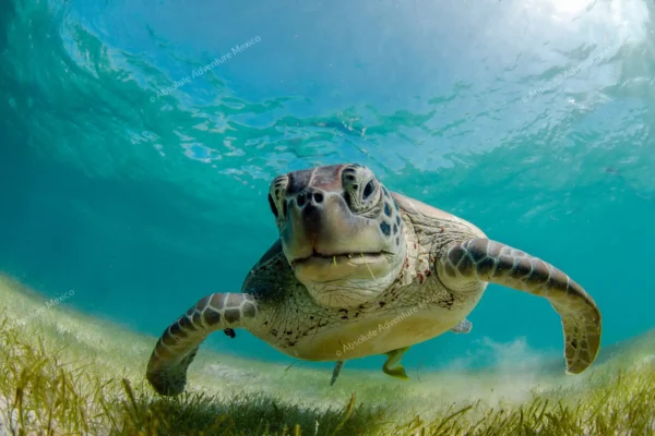excursion privée Tulum cénote tortues en Riviera Maya