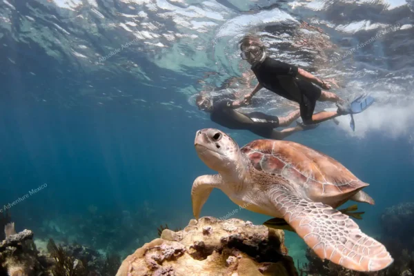 excursion privée Tulum et tortues en Riviera Maya