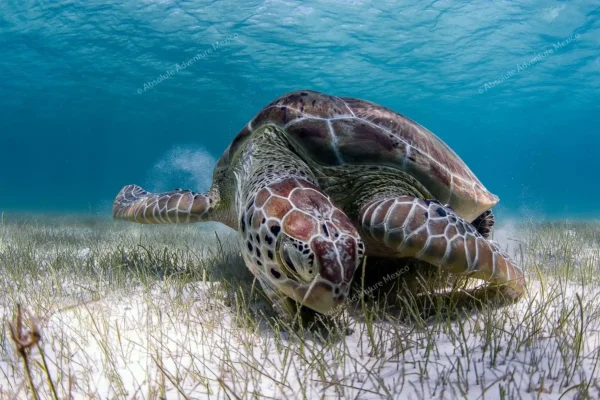 excursion privée Tulum et tortues en Riviera Maya