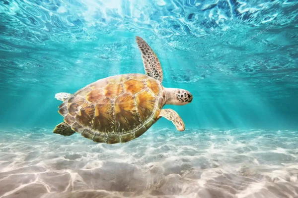 excursion privée Tulum et tortues en Riviera Maya