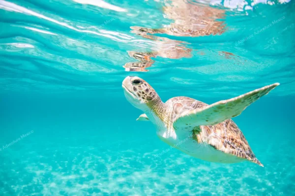 excursion privée Tulum et tortues en Riviera Maya