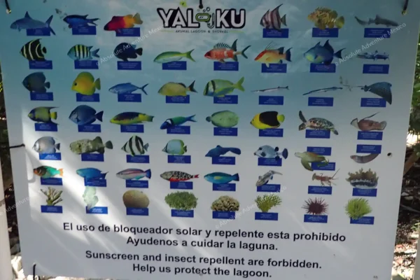 excursion privée Yal Ku et cénote en Riviera Maya