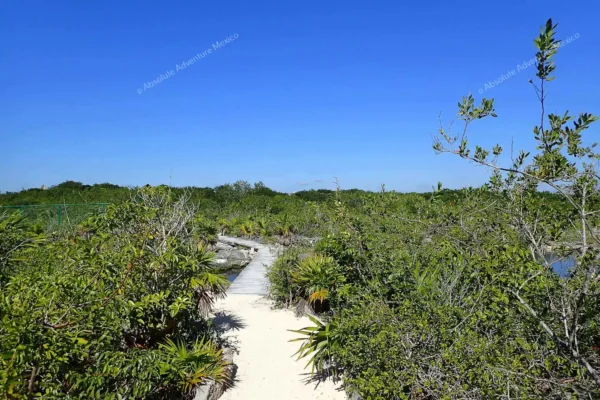 excursion privée Yal Ku et cénote en Riviera Maya