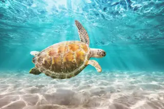 excursion privée Tulum et tortues en Riviera Maya