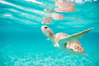 excursion privée Tulum et tortues en Riviera Maya